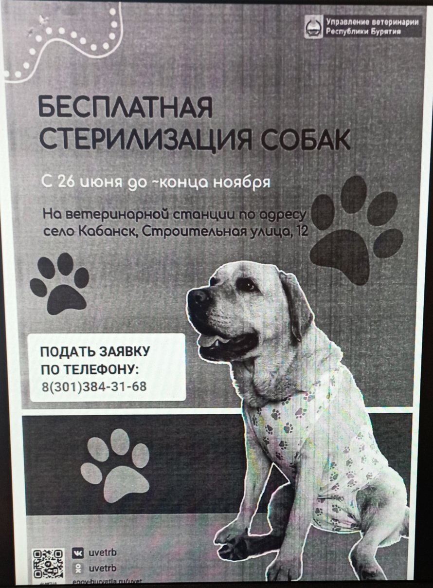 В целях предупреждения появления нежелательного потомства у домашних животных Правительством Республики Бурятия в 2023 году выделены финансовые средства из республиканского бюджета на реaлизацию  проекта по бесплатной стерилизации домашних животных