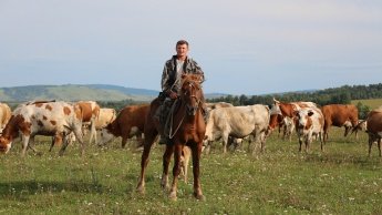 Внимание! Организация выпаса крупного рогатого скота